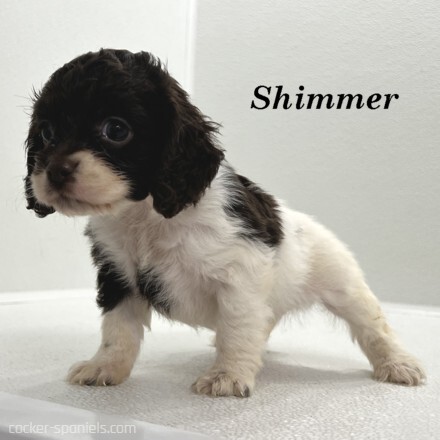 puppy, for, sale, Cocker Spaniel, Joe & Cherri  Overlease, dog, breeder, Miller, MO, dog-breeder, puppy-for-sale, forsale, nearby, find, puppyfind, locator, puppylocator, aca